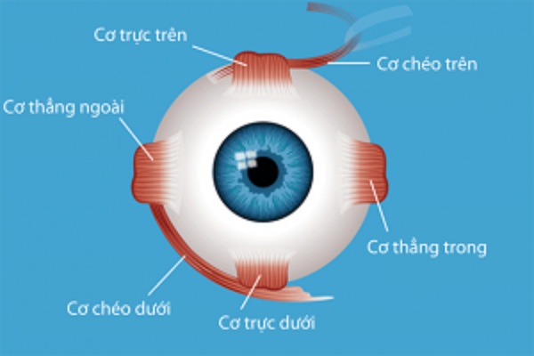 Lé mắt phát triển khi các cơ mắt không hoạt động cùng nhau một cách cân bằng