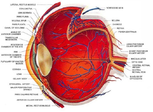 Mắt là một cấu trúc hết sức phức tạp